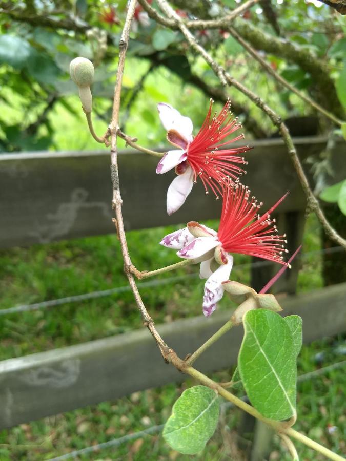 Chales Manaca Da Serra Urubici Buitenkant foto